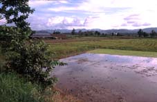 El paisaje está surcado por numerosos campos de arroz, alimento base de la dieta asiática
