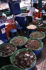 En el mercado de khlong toey se encuentran todo tipo de seres vivos